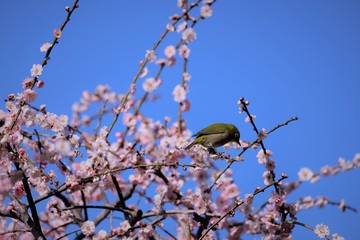 かざはやの里　梅林とメジロ