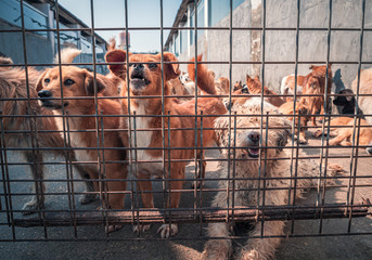 Unwanted and homeless dogs of different breeds in animal shelter. Looking and waiting for people to...