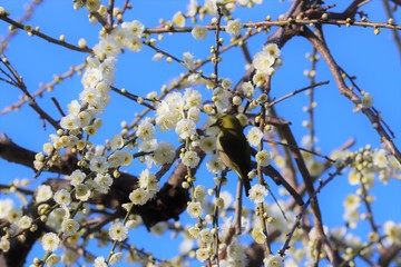 かざはやの里　梅林とメジロ