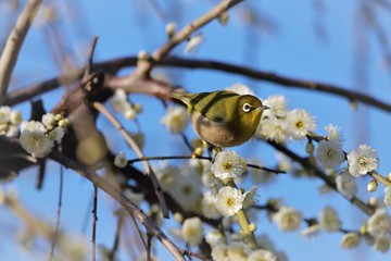 かざはやの里　梅林とメジロ