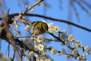 かざはやの里　梅林とメジロ