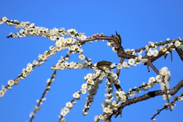 かざはやの里　梅林とメジロ