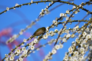 かざはやの里　梅林とメジロ