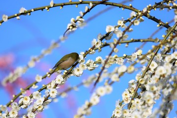 かざはやの里　梅林とメジロ