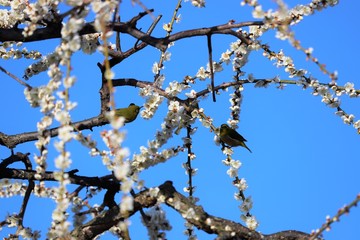かざはやの里　梅林とメジロ