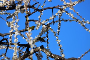 かざはやの里　梅林とメジロ