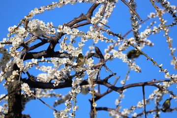かざはやの里　梅林とメジロ