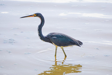 Celestun, Yucatan, Mexico: A Great blue heron - Ardea herodias  - at the Celestun Biosphere Reserve.