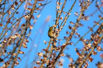 かざはやの里　梅林とメジロ