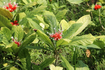 Indian Snake Root or Rauvolfia serpentina another name is Rauwolfia with flowers blooming and leaves  some sun light on plant, Thailand.