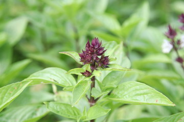 Shoot of Thai basil or sweet basil (purple buds and leaves) and blur green leaves background, Thailand.