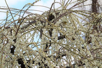 かざはやの里　梅林とメジロ