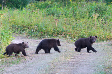 Fototapeta na wymiar Three Kamchatka brown bear cubs come out forest and walking along country road. Children wild predator animals in natural habitat. Eurasia, Russian Far East, Kamchatka Peninsula