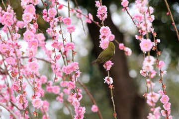 かざはやの里　梅林とメジロ