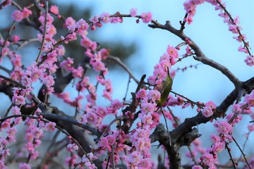 かざはやの里　梅林とメジロ