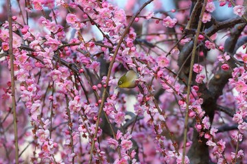 かざはやの里　梅林とメジロ