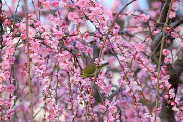 かざはやの里　梅林とメジロ