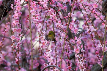 かざはやの里　梅林とメジロ