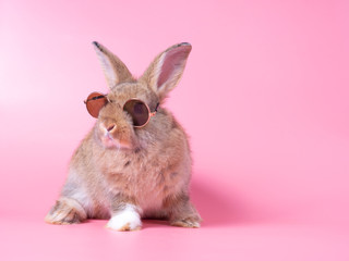 Red-brown cute baby rabbit wearing glasses sitting on pink background. Lovely action of young brown rabbit. © arlee