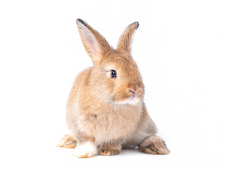 Obraz premium Red-brown cute baby rabbit isolated on white background. Lovely brown rabbit sitting.