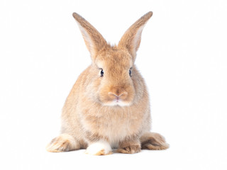 Red-brown cute baby rabbit isolated on white background. Lovely brown rabbit sitting.