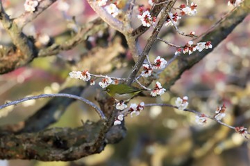 かざはやの里　梅林とメジロ