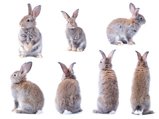 Veel verschillende actie van bruine schattige jonge konijnen geïsoleerd op een witte achtergrond. Mooie zeven actie van jonge konijnen.