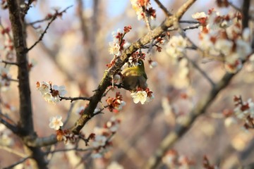 かざはやの里　梅林とメジロ