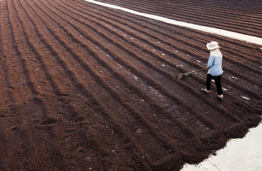 Coffee beans drying in the sun. Coffee plantations at coffee farm