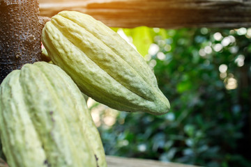 Cacao Tree (Theobroma cacao). Organic cocoa fruit pods in nature.