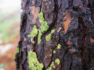 Green moss on a pine tree