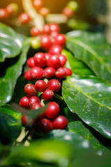 Coffee beans ripening on tree in North of thailand