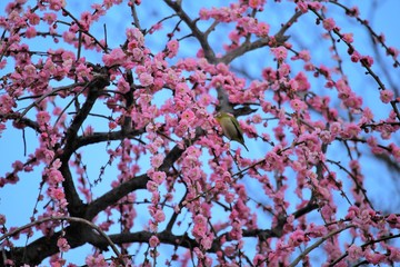 かざはやの里　梅林とメジロ