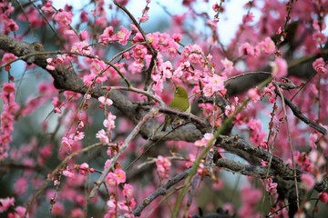 かざはやの里　梅林とメジロ