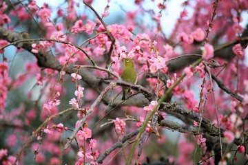 かざはやの里　梅林とメジロ