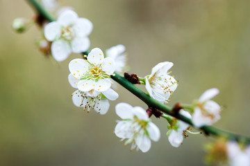 Plum Blossom Bloom Tree White