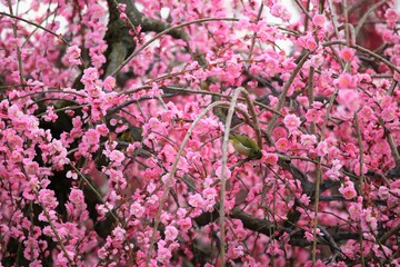 かざはやの里　梅林とメジロ