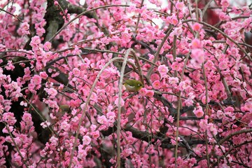 かざはやの里　梅林とメジロ