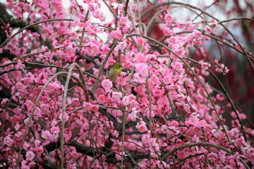 かざはやの里　梅林とメジロ