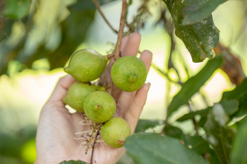 Macadamia nuts ready for harvesting