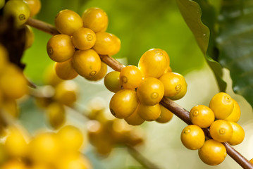 Coffee beans ripening on tree in North of thailand