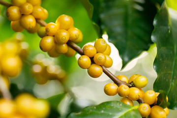 Coffee beans ripening on tree in North of thailand