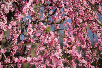 かざはやの里　梅林とメジロ