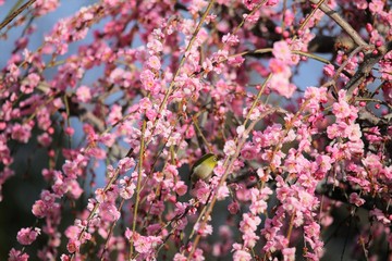かざはやの里　梅林とメジロ