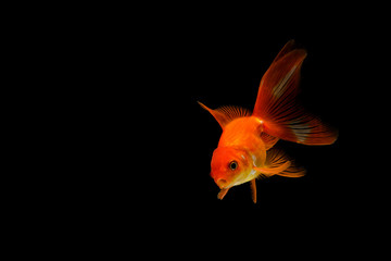 Fototapeta premium goldfish isolated on a dark black background