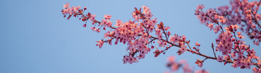flowering cherry against the sky