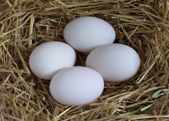 eggs in nest,Duck eggs on rice straw, raw eggs for cooking,top view.