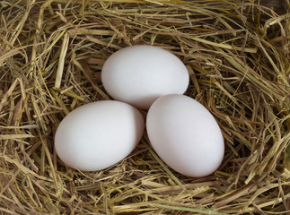 eggs in nest,Duck eggs on rice straw, raw eggs for cooking,top view.