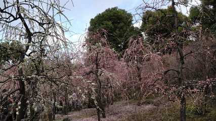 城南宮の枝垂れ梅