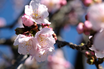 青空の下で玉縄桜が満開な日本の春の風景
